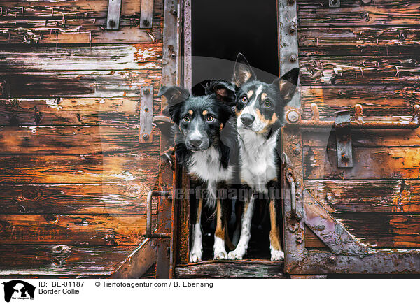 Border Collie / Border Collie / BE-01187