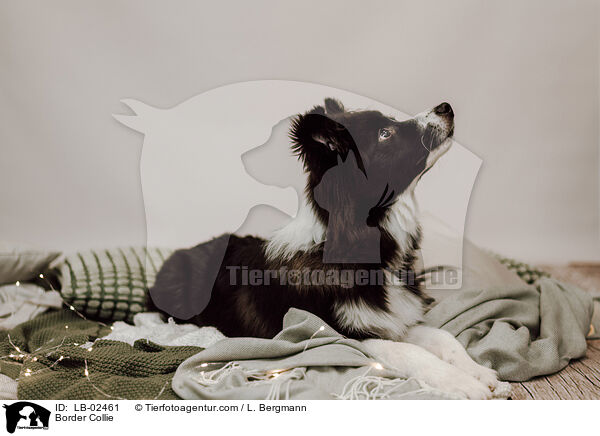 Border Collie / Border Collie / LB-02461