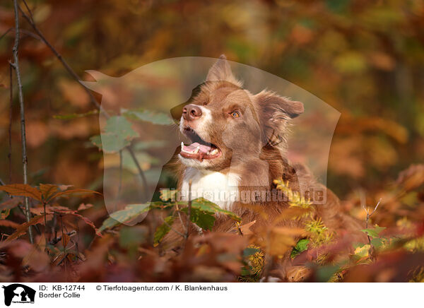 Border Collie / Border Collie / KB-12744