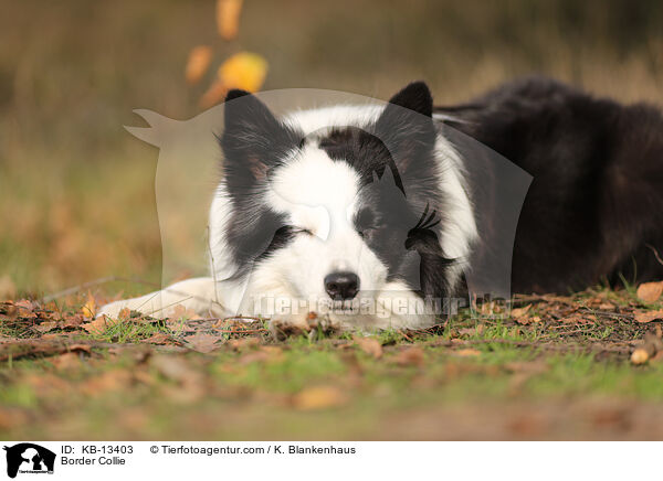 Border Collie / Border Collie / KB-13403