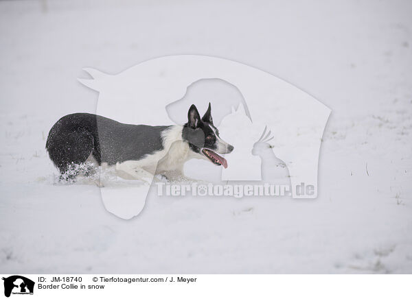 Border Collie in snow / JM-18740