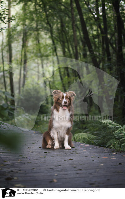 Border Collie Rde / male Border Collie / SIB-02961