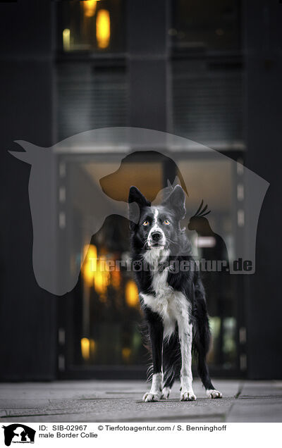 Border Collie Rde / male Border Collie / SIB-02967