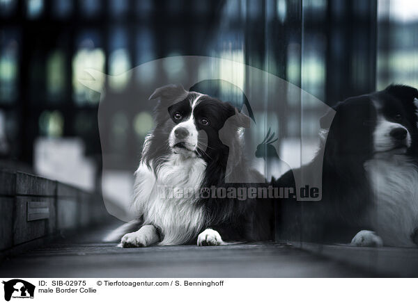 Border Collie Rde / male Border Collie / SIB-02975