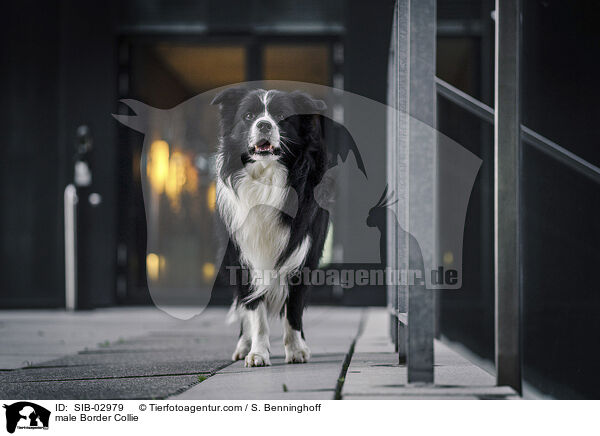 Border Collie Rde / male Border Collie / SIB-02979