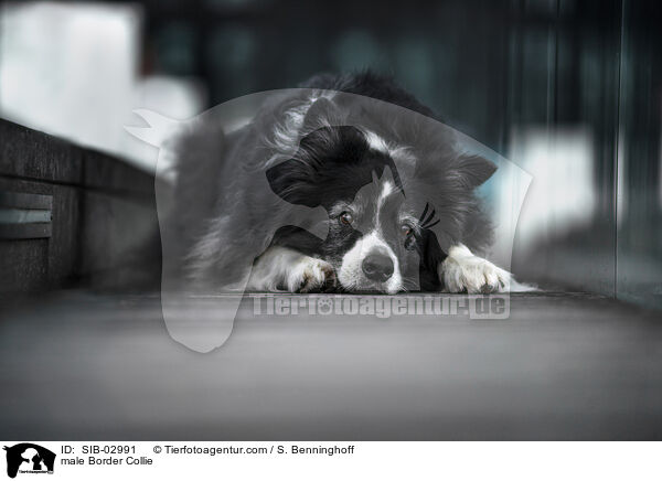 Border Collie Rde / male Border Collie / SIB-02991