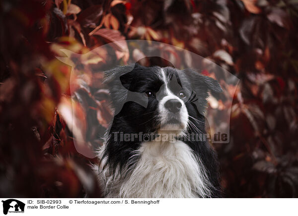 Border Collie Rde / male Border Collie / SIB-02993