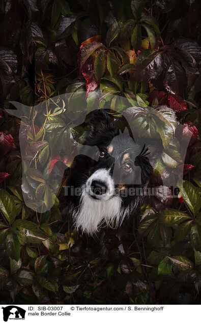 Border Collie Rde / male Border Collie / SIB-03007