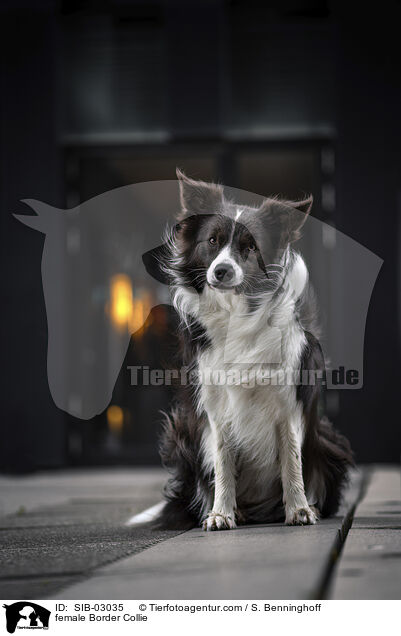 Border Collie Hndin / female Border Collie / SIB-03035