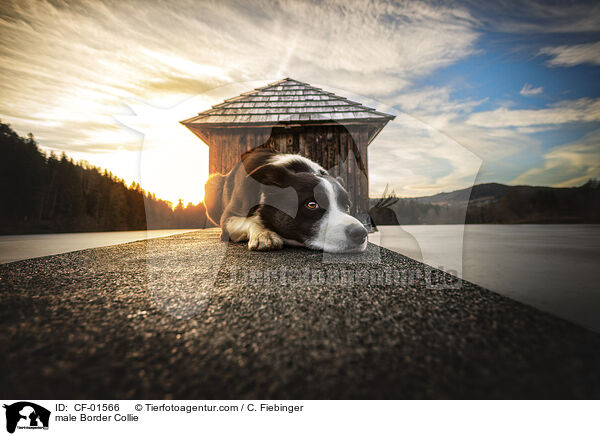 Border Collie Rde / male Border Collie / CF-01566