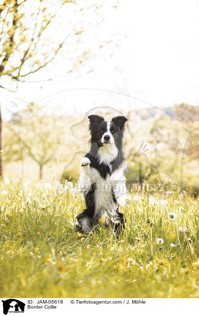 Border Collie / Border Collie / JAM-05618