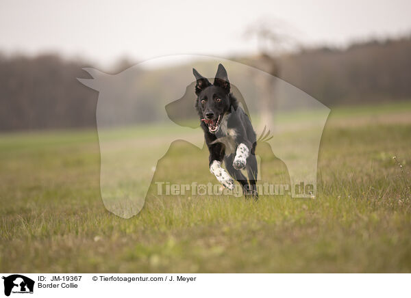 Border Collie / Border Collie / JM-19367