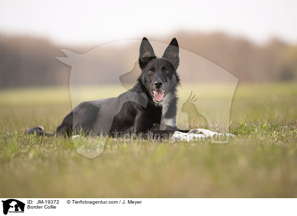 Border Collie / Border Collie / JM-19372