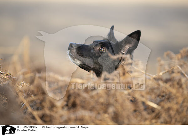 Border Collie / Border Collie / JM-19382