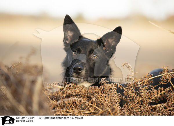 Border Collie / Border Collie / JM-19384