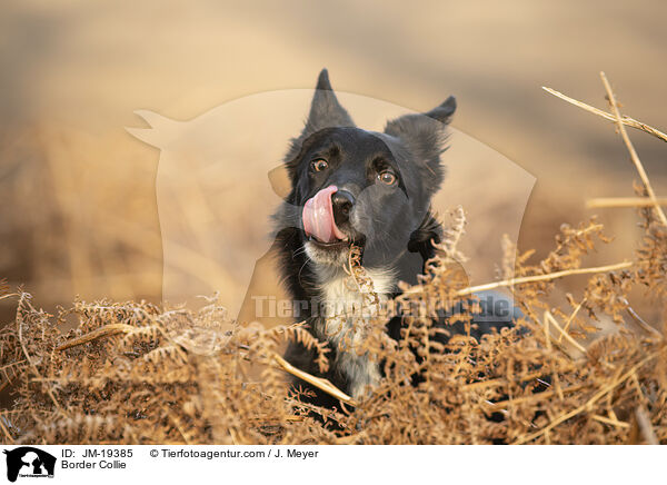 Border Collie / Border Collie / JM-19385