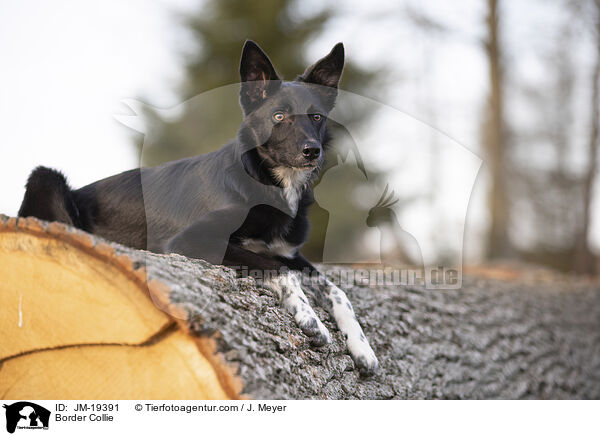 Border Collie / Border Collie / JM-19391