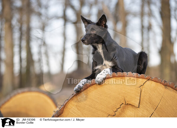 Border Collie / Border Collie / JM-19396