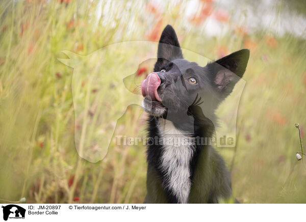 Border Collie / Border Collie / JM-20897