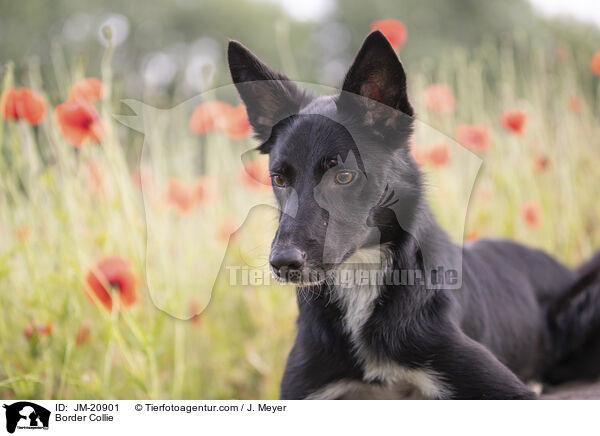 Border Collie / Border Collie / JM-20901