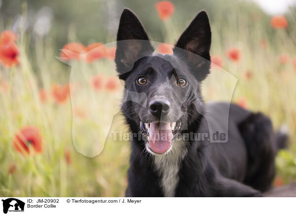 Border Collie / Border Collie / JM-20902