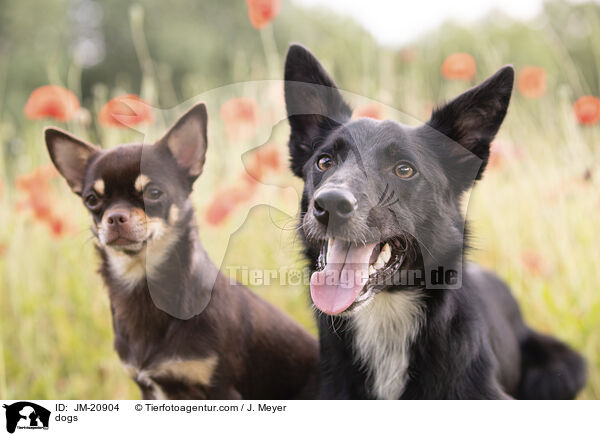 Hunde / dogs / JM-20904