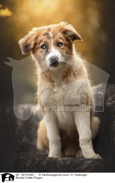 Border Collie Welpe / Border Collie Puppy / CF-01691