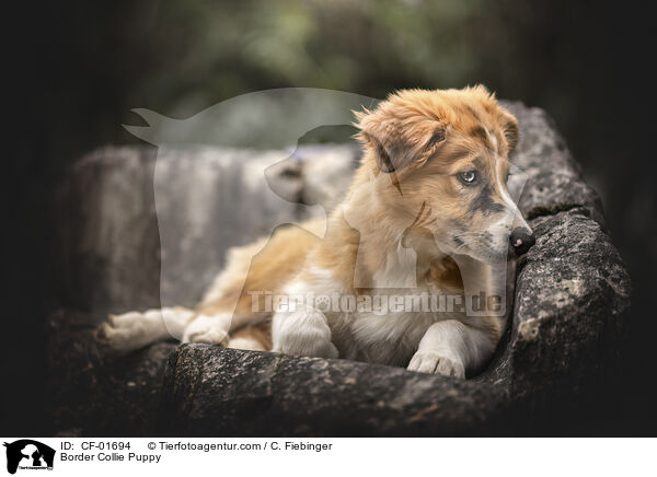 Border Collie Welpe / Border Collie Puppy / CF-01694