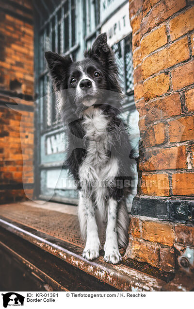 Border Collie / Border Collie / KR-01391