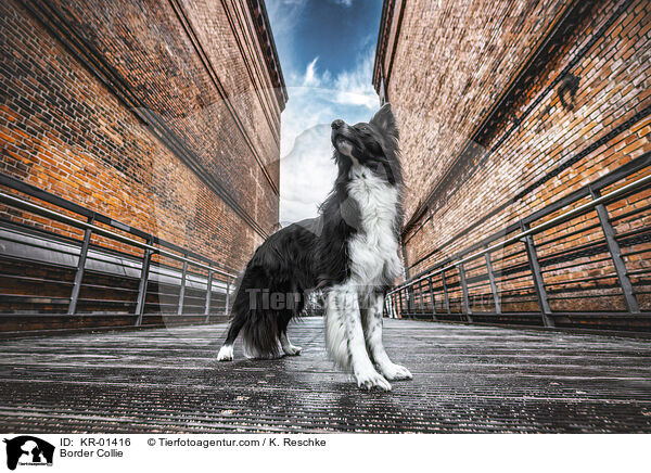 Border Collie / Border Collie / KR-01416