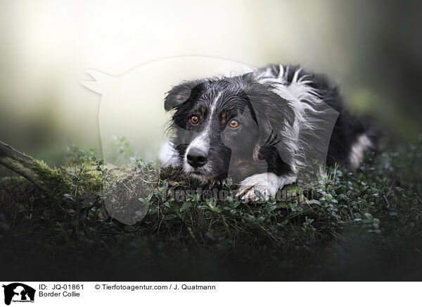 Border Collie / Border Collie / JQ-01861