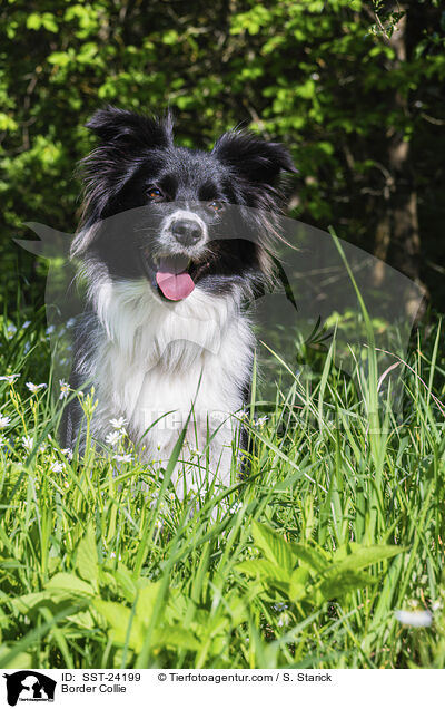 Border Collie / Border Collie / SST-24199