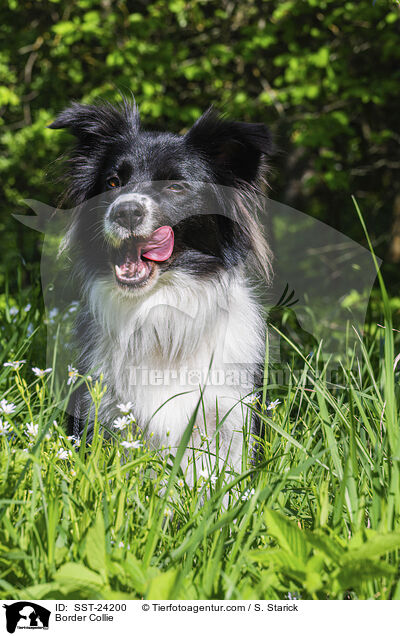 Border Collie / Border Collie / SST-24200