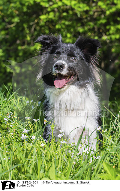 Border Collie / Border Collie / SST-24201