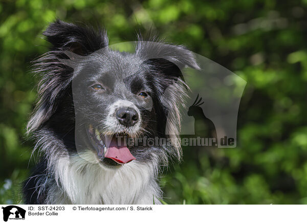 Border Collie / Border Collie / SST-24203