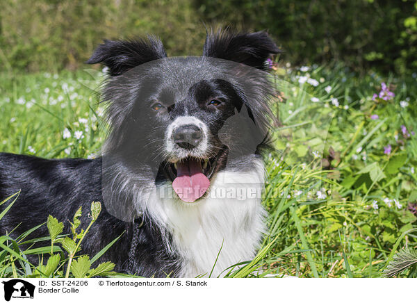 Border Collie / Border Collie / SST-24206