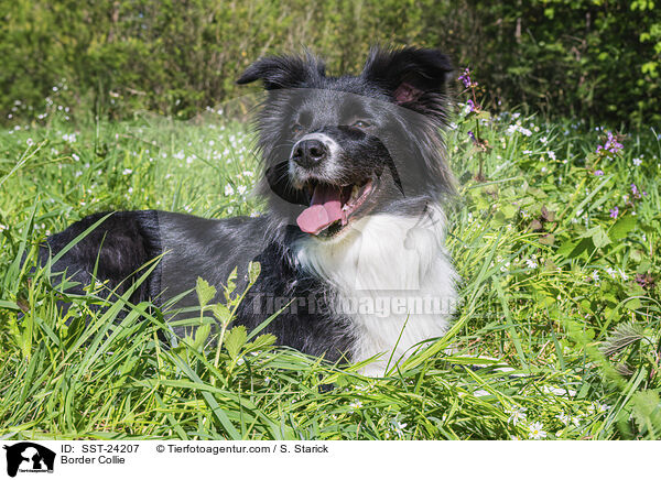 Border Collie / Border Collie / SST-24207