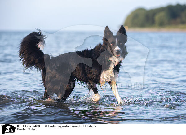 Border Collie / Border Collie / EHO-02480