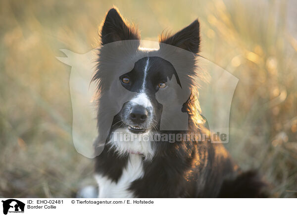 Border Collie / Border Collie / EHO-02481