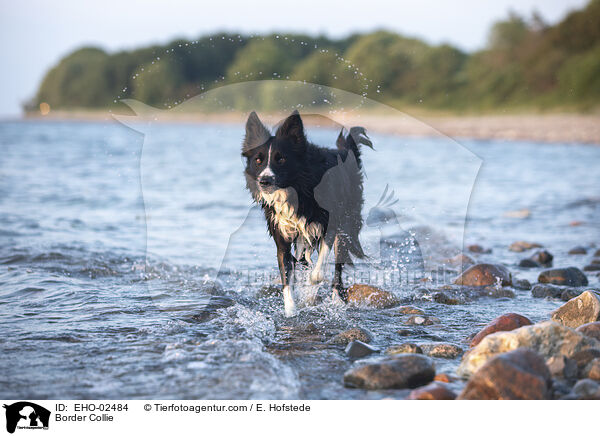 Border Collie / Border Collie / EHO-02484