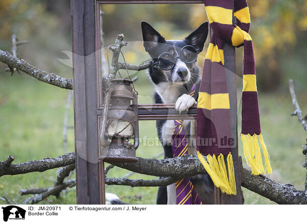 Border Collie / Border Collie / JM-20971