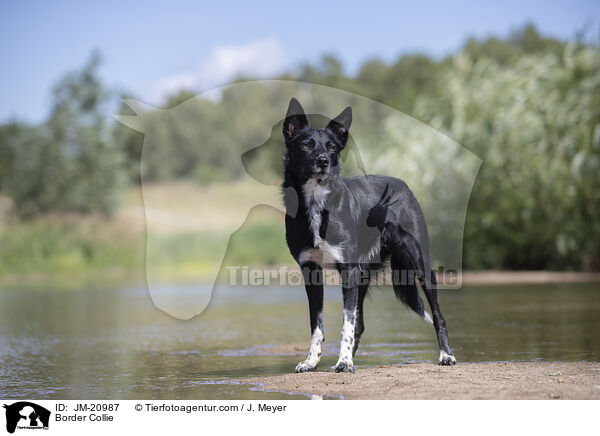 Border Collie / Border Collie / JM-20987