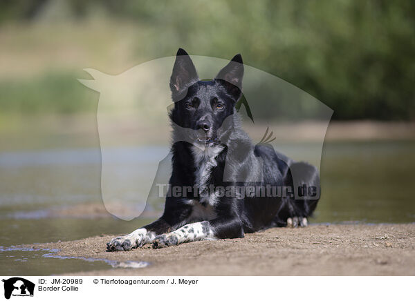 Border Collie / Border Collie / JM-20989