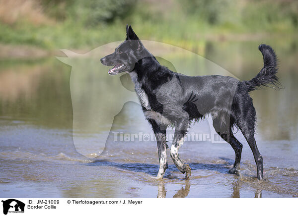 Border Collie / Border Collie / JM-21009