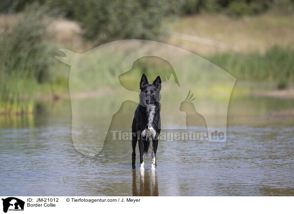 Border Collie / Border Collie / JM-21012