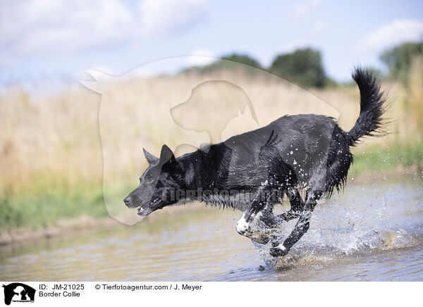 Border Collie / Border Collie / JM-21025