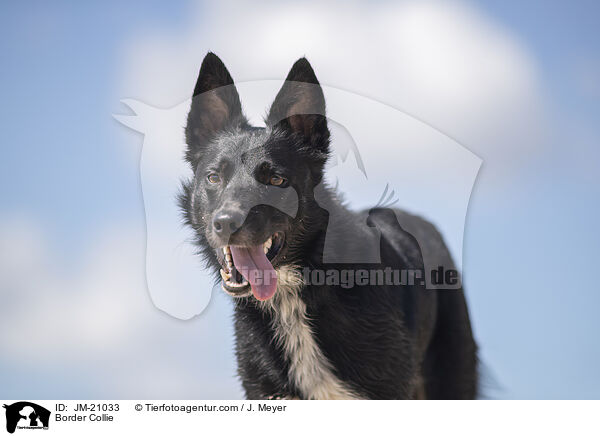 Border Collie / Border Collie / JM-21033