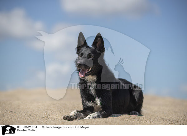 Border Collie / Border Collie / JM-21034