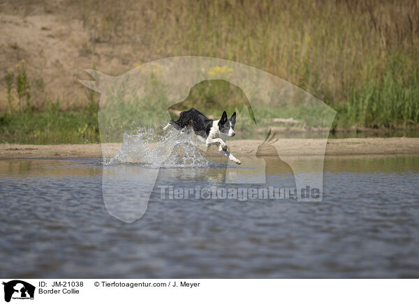 Border Collie / Border Collie / JM-21038