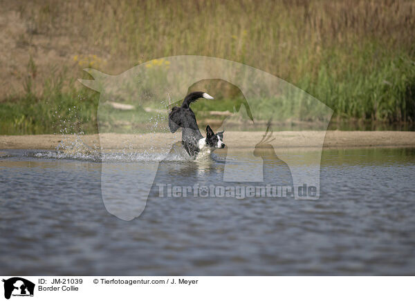 Border Collie / Border Collie / JM-21039